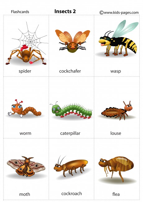 Insects 2 flashcard